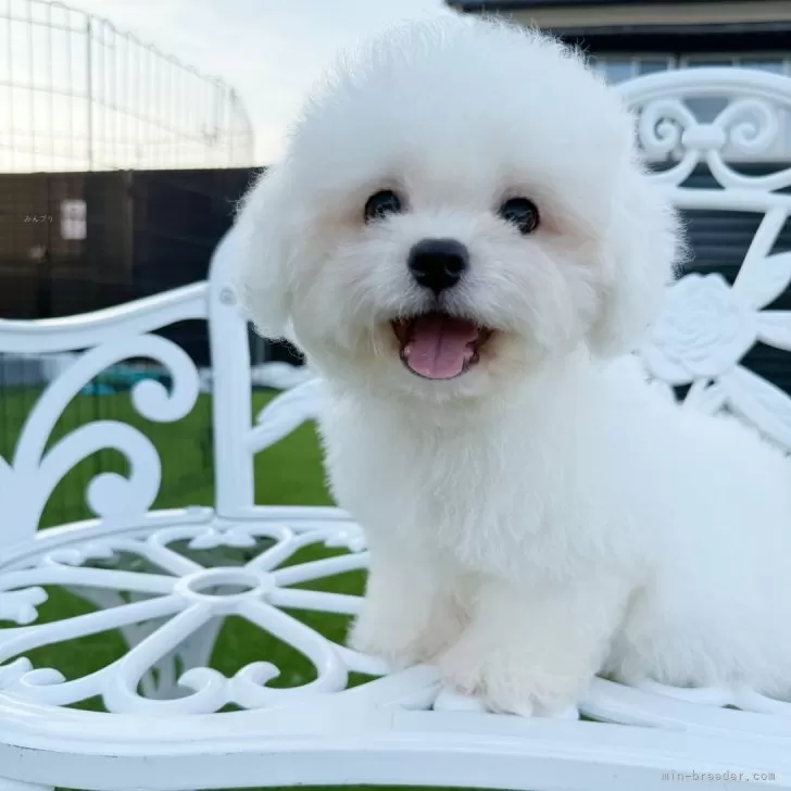 ID：2507-00175の子犬