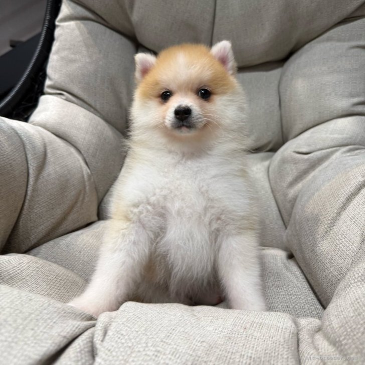 ブリーダー画像