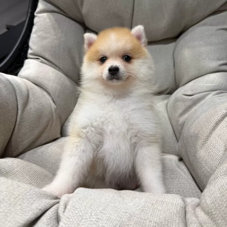 ポメ豆(ポメラニアン×豆柴)【埼玉県・女の子・2025年9月25日・レッド&amp;ホワイト】の写真1