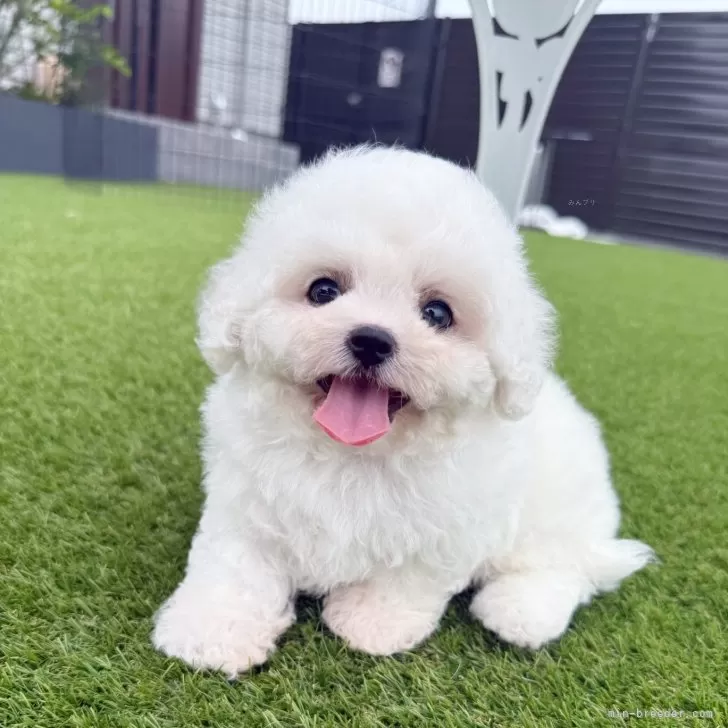 ID：2507-02115の子犬