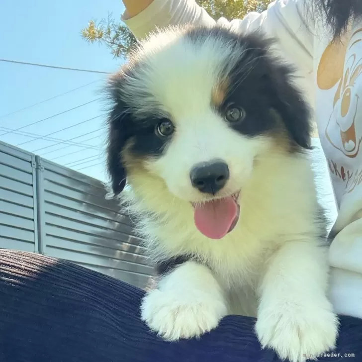 ID:2503-02657の子犬