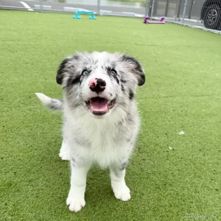 ID：2505-04715の子犬