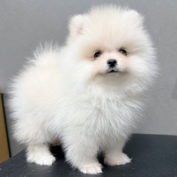 ポメラニアン【埼玉県・男の子・2025年10月1日・ホワイト】の写真「ぬいぐるみみたいな丸顔ふわふわ甘えん坊です🥰」