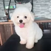ティーカッププードル