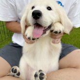ゴールデンレトリバー