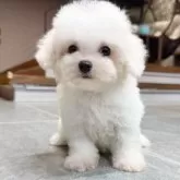ビションフリーゼ