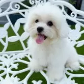 ビションフリーゼ