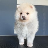 ポメ豆(ポメラニアン×豆柴)