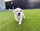 ゴールデンレトリバー【埼玉県・男の子・2025年7月28日・クリーム】の写真4