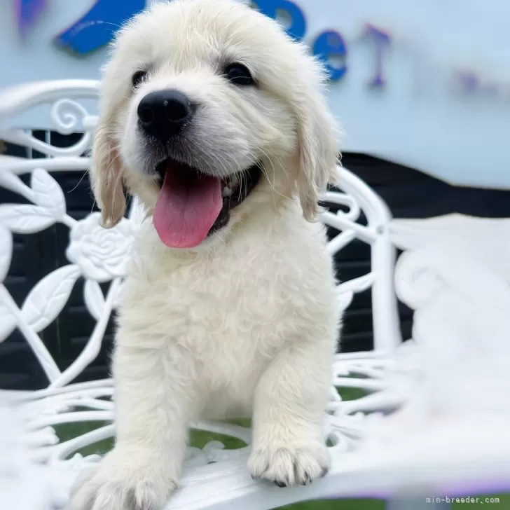 ID：2407-07426の子犬