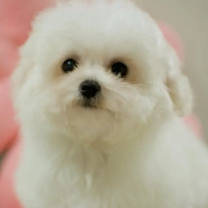 ID：2310-06336の子犬