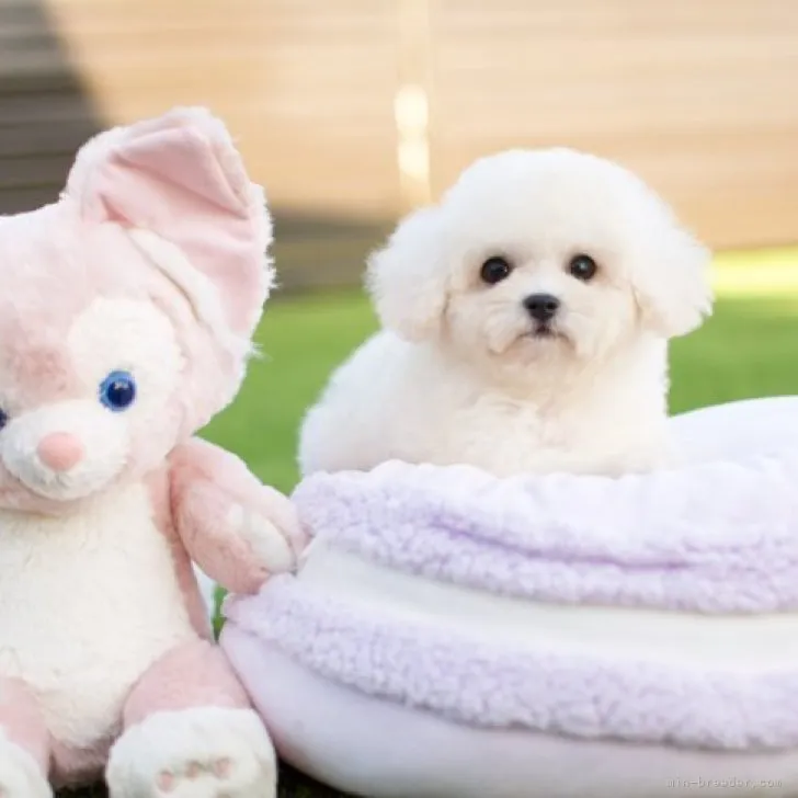 ID:2308-02593の子犬