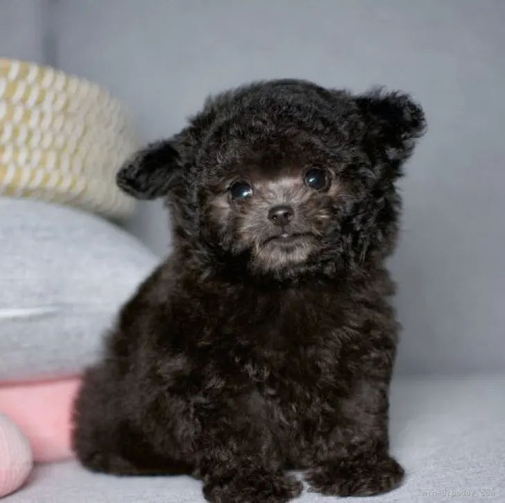 ID：2311-06413の子犬