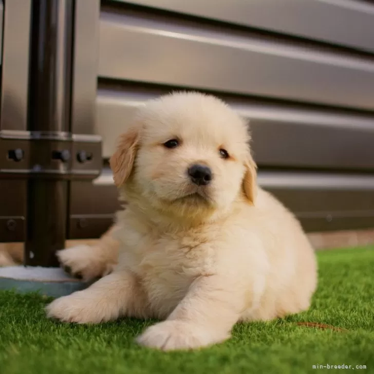 ID:2401-06761の子犬