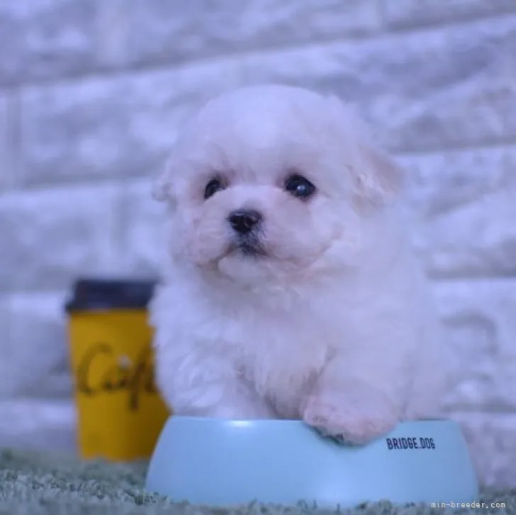 ID：2304-04559の子犬