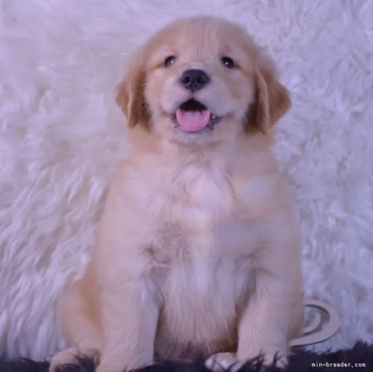 ID：2305-02194の子犬