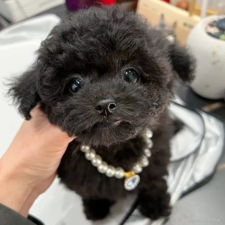 ID:2403-03362の子犬