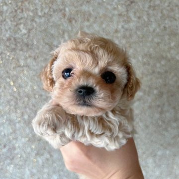 トイプードル(ティーカップ)【埼玉県・女の子・2022年12月10日・クリーム】の写真「マイクロサイズ♡珍しい色の童顔、分割払い可能♪」