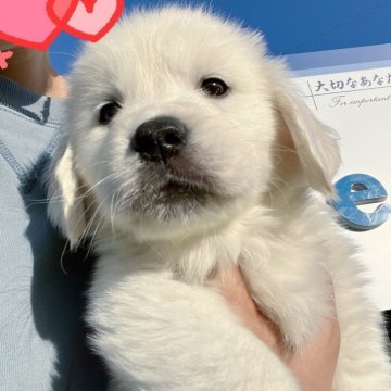 ゴールデンレトリバー【埼玉県・女の子・2023年12月25日・クリーム】の写真「純粋イギリスゴールデン🇬🇧日本にないクオリティ！」