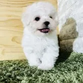 ビションフリーゼ【埼玉県・女の子・2022年12月10日・ホワイト】の写真1