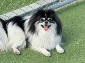 ポメラニアン【・男の子・2023年4月20日・ブラック&ホワイト】