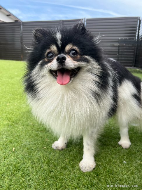 ポメラニアン【・男の子・2022年8月18日・ブラックタン】