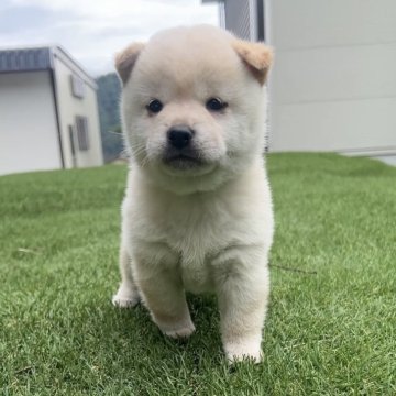 柴犬(豆柴)【長野県・女の子・2025年8月30日・白】の写真「可愛さ国宝級✨」