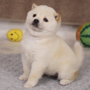 柴犬(豆柴)【長野県・女の子・2024年10月7日・白】の写真「とても可愛いコです✨」