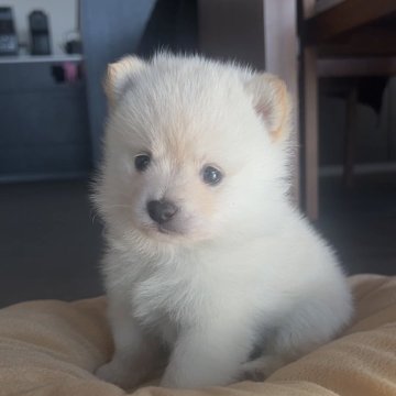 ポメ豆(ポメラニアン×豆柴)【長野県・男の子・2025年9月7日・白】の写真「とっても可愛い僕ちゃんです♡」