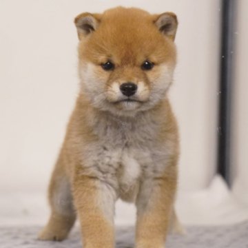 柴犬(豆柴)【長野県・女の子・2024年9月22日・赤】の写真「大和撫子🐶♡」