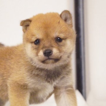 柴犬(豆柴)【長野県・女の子・2025年3月20日・赤】の写真「カワウソちゃん♡」