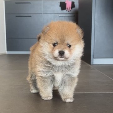 ポメ豆(ポメラニアン×豆柴)【長野県・女の子・2025年9月7日・赤】の写真「パーフェクト！！！！！！」