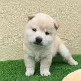 豆柴