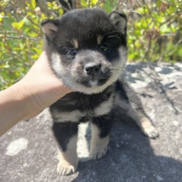 柴犬(豆柴)【長野県・男の子・2023年3月13日・黒】の写真「ベビーフェイスの男の子🍼」