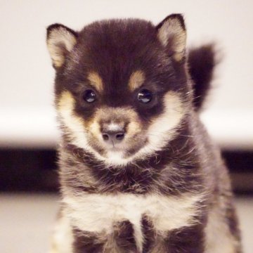 柴犬(豆柴)【長野県・女の子・2024年6月22日・黒色】の写真「当日引き渡し可能です✨」