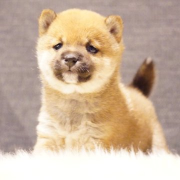 柴犬(豆柴)【長野県・女の子・2024年1月16日・赤】の写真「可愛く成長中💕」