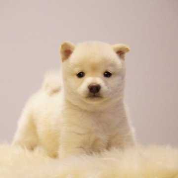 柴犬(豆柴)【長野県・女の子・2023年9月19日・白】の写真「つぶらな瞳が可愛い女の子🧸💕」