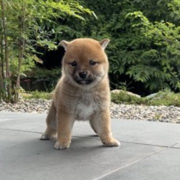 柴犬(豆柴)【長野県・男の子・2023年5月30日・赤】の写真「まんまる男の子🍼」