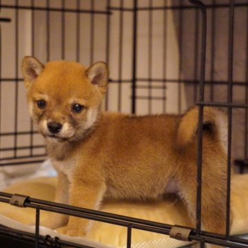 柴犬(豆柴)【長野県・男の子・2024年5月30日・赤】の写真「極小タイプの男の子🐶」