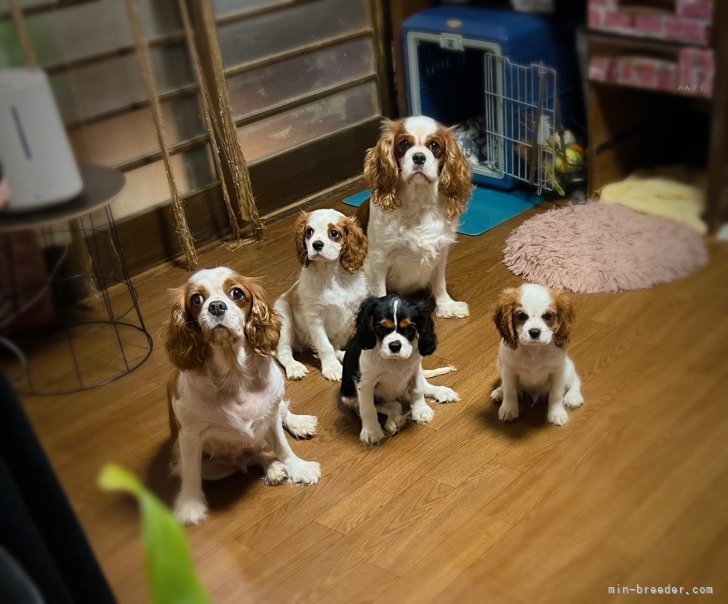 井佐子順子ブリーダーのブログ：キャバリアファミリー