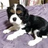 キャバリア【福岡県・女の子・2025年8月8日・トライ】の写真3