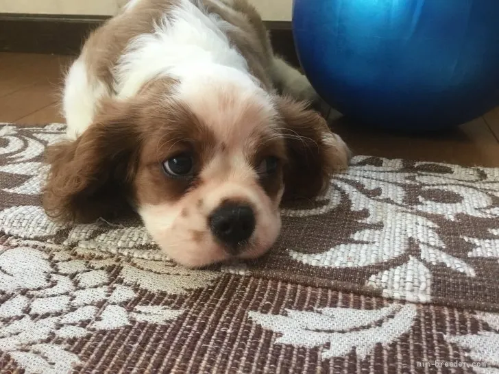 ID：2110-01795の子犬