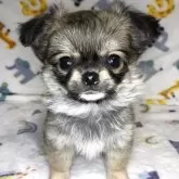 チワワ(ロング)【千葉県・男の子・2024年12月2日・フォーン】の写真1