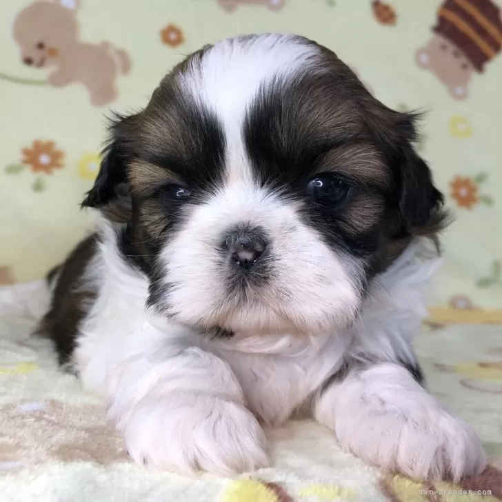 ID:2312-00529の子犬