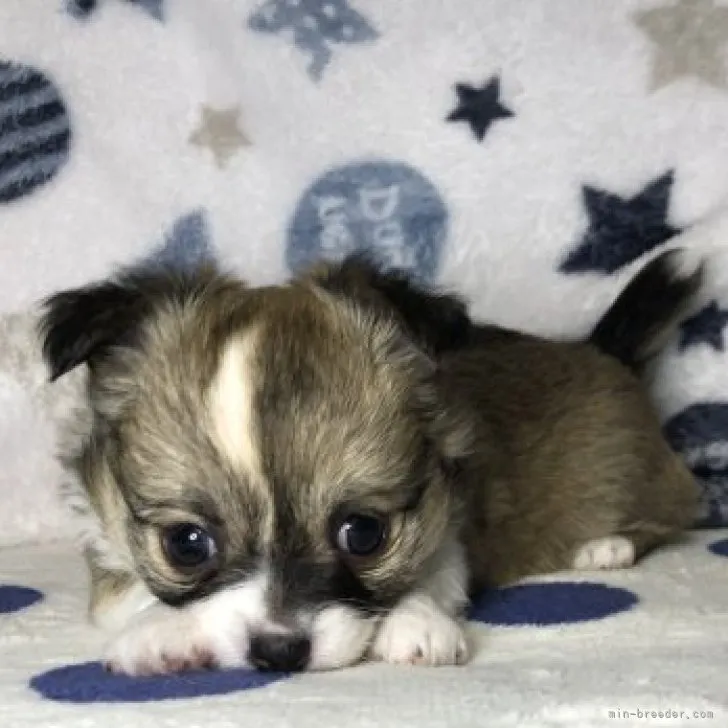 ID:2304-02416の子犬