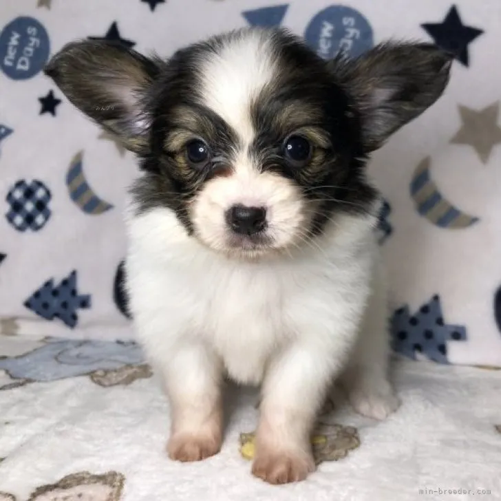 ID：2310-00477の子犬