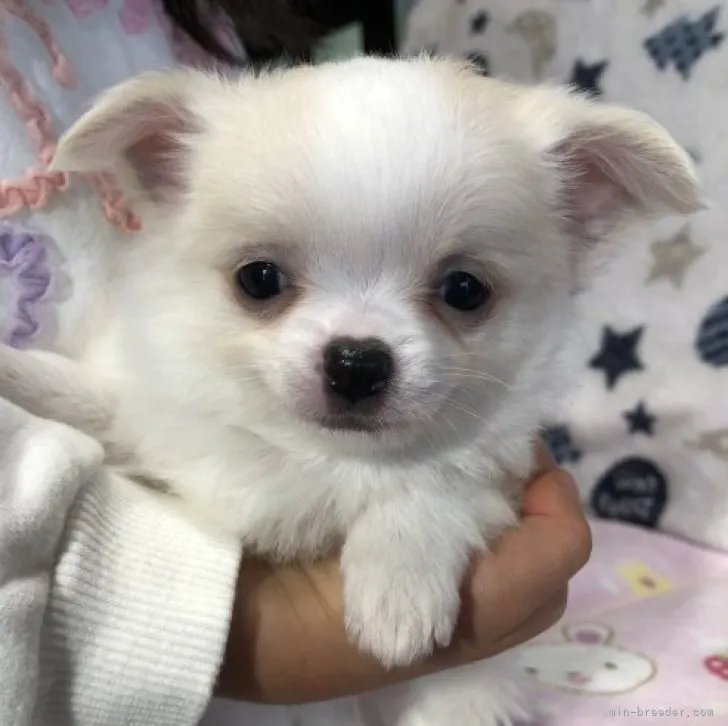 ID：2301-00072の子犬