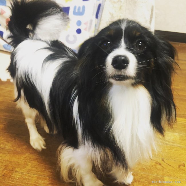 パピヨン【・女の子・2020年6月20日・トライ】