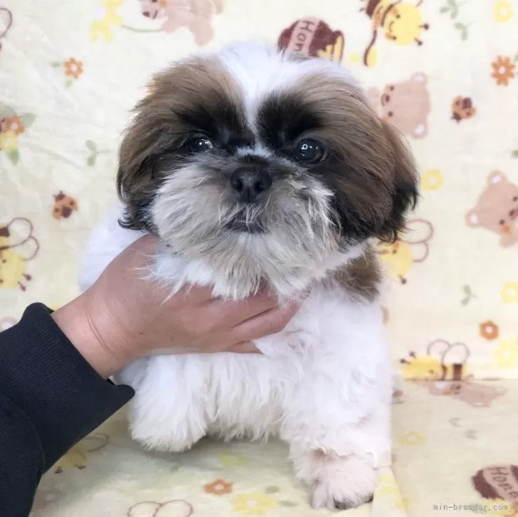ID：2403-02981の子犬