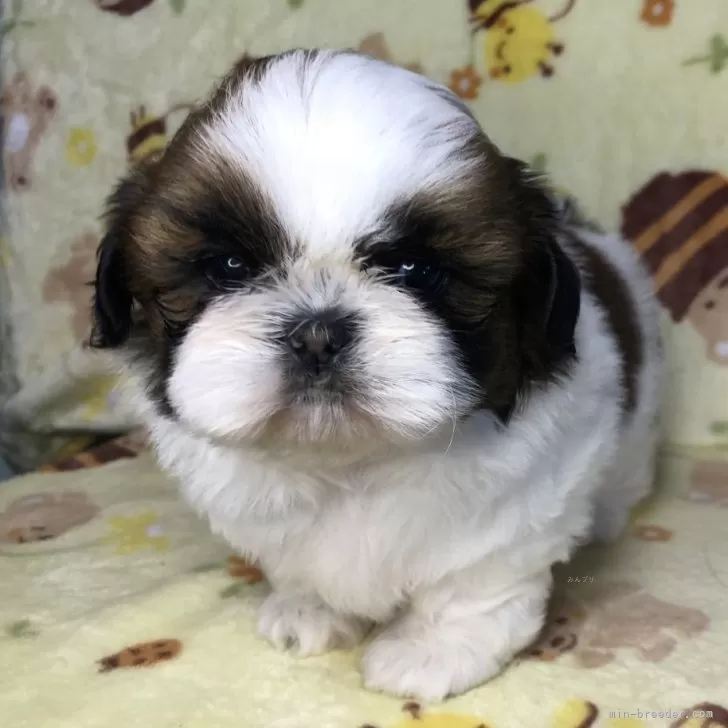 ID:2312-01171の子犬